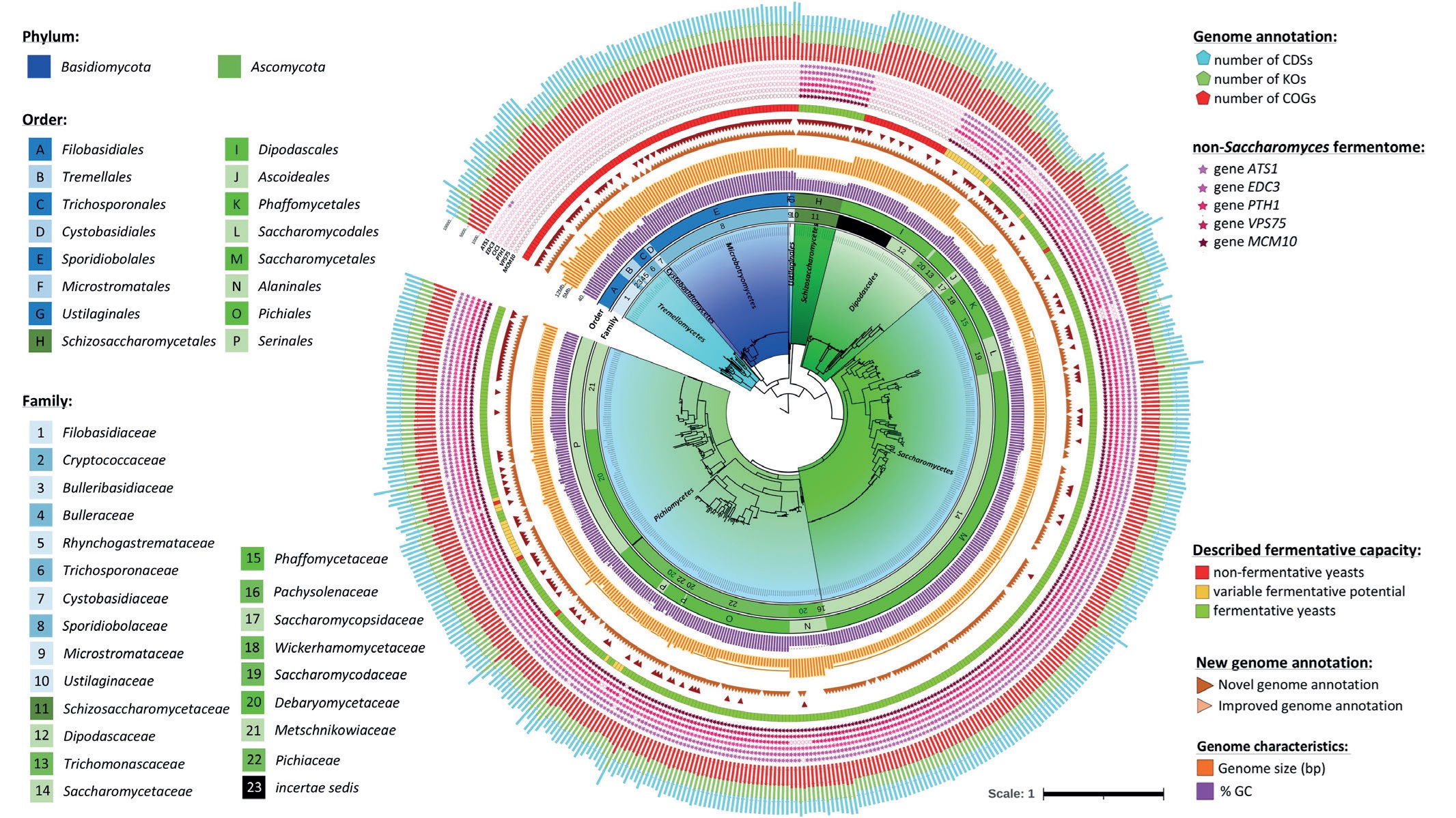 Análise-resumo dos 530 genomas de espécies de leveduras não-Saccharomyces