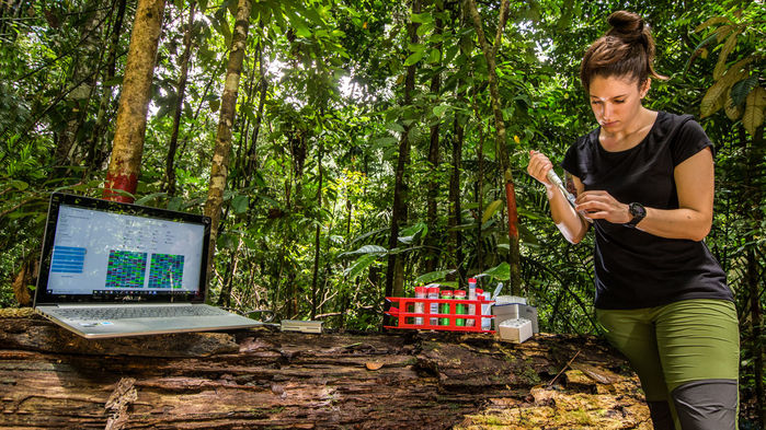 Uma bióloga em Borneu, em 2018, a preparar amostras para o sequenciador de DNA portátil (foto: Pierre Escoubas)