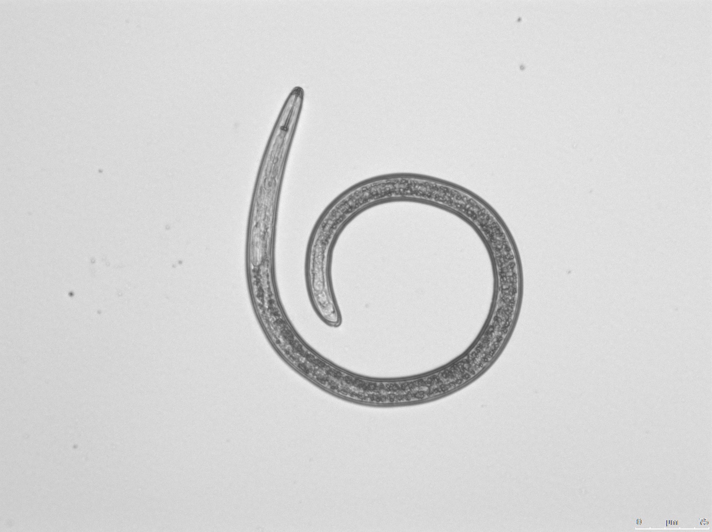 Nematode