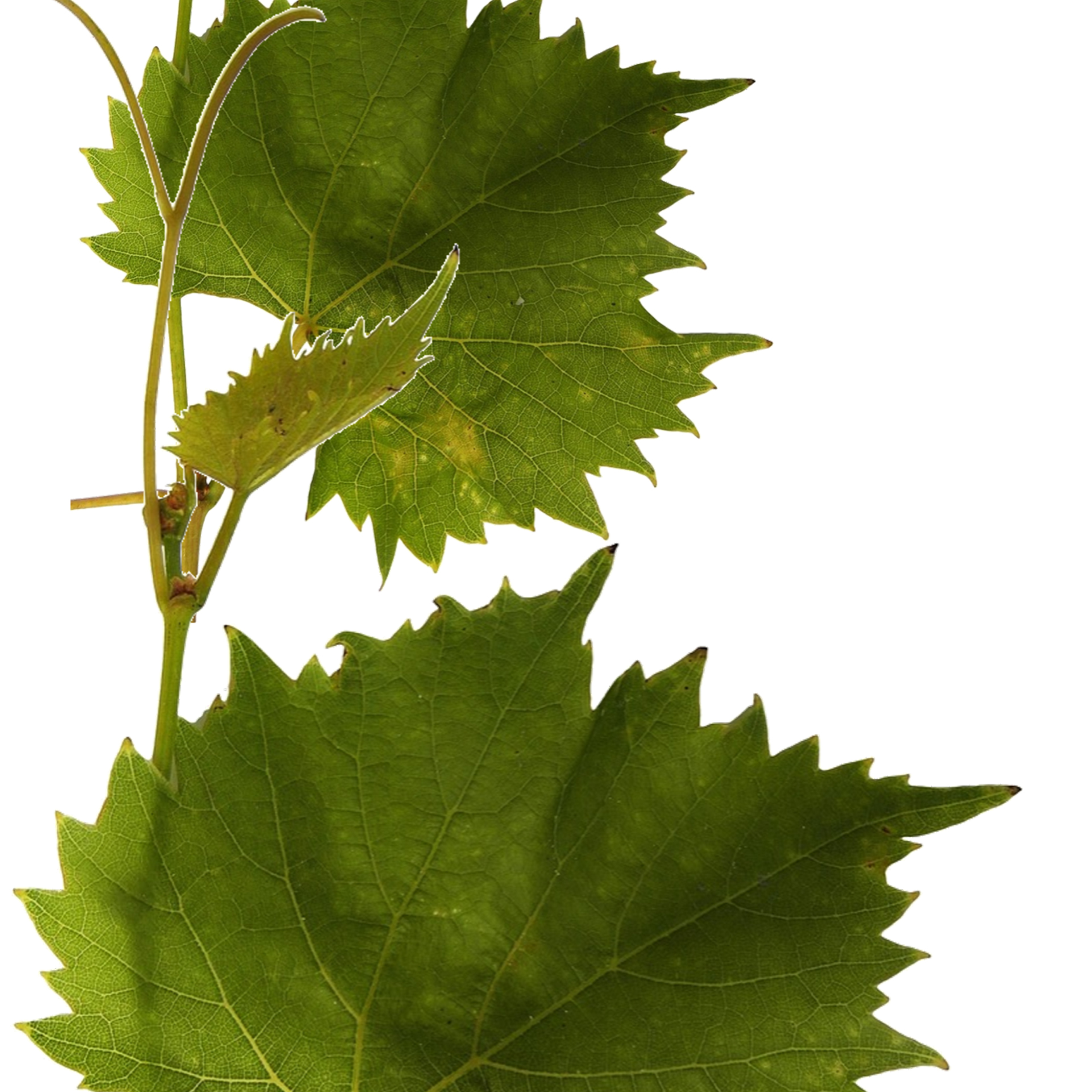 imagem_plant-adaptation_2026.jpg