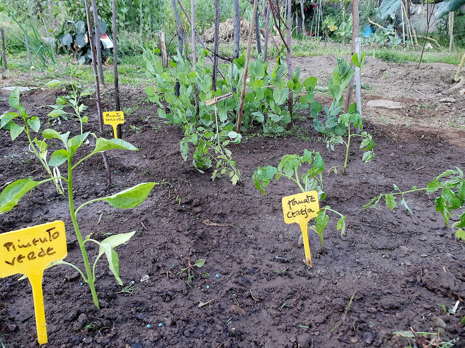 imagem Sou cientista e planto tomates.jpg